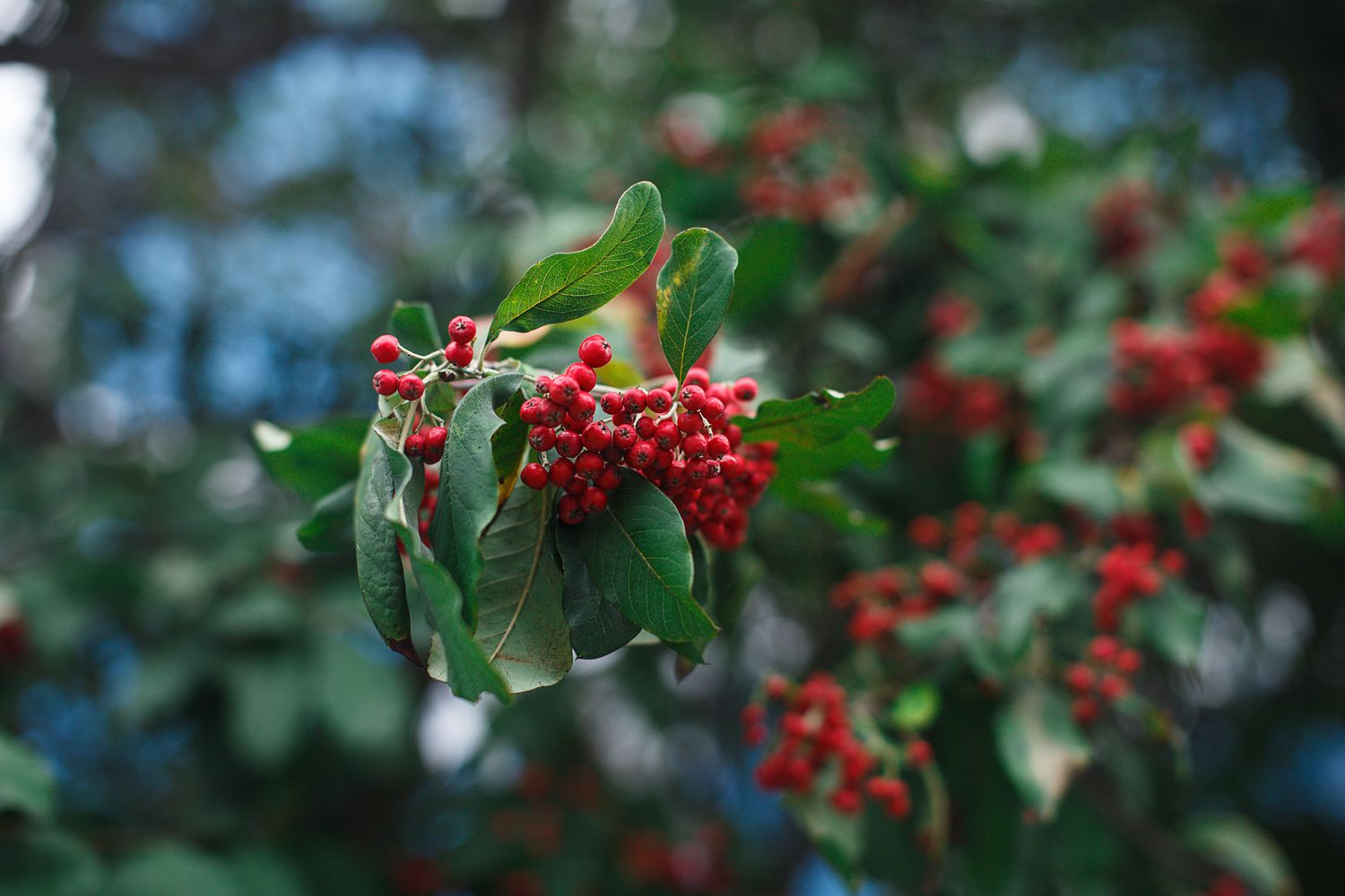 A branch of red winterberry holly tree