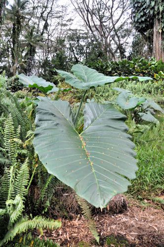 Giant leaf Elephant Ear at Lava Tree State Park in the Nanawale Forest Reserve