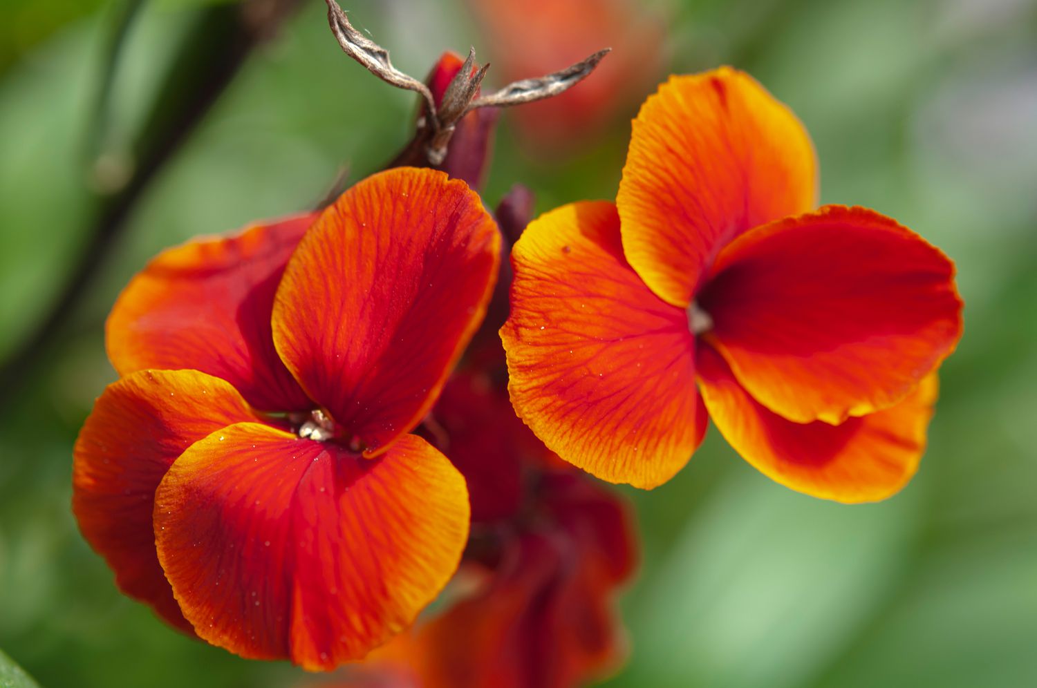 Planta Fire king wallflower com flores vermelho-alaranjadas em close-up