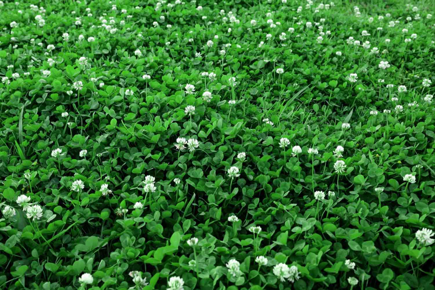 Weißkleepflanzen als Bodendecker mit kleinen weißen Blüten an dünnen Stängeln