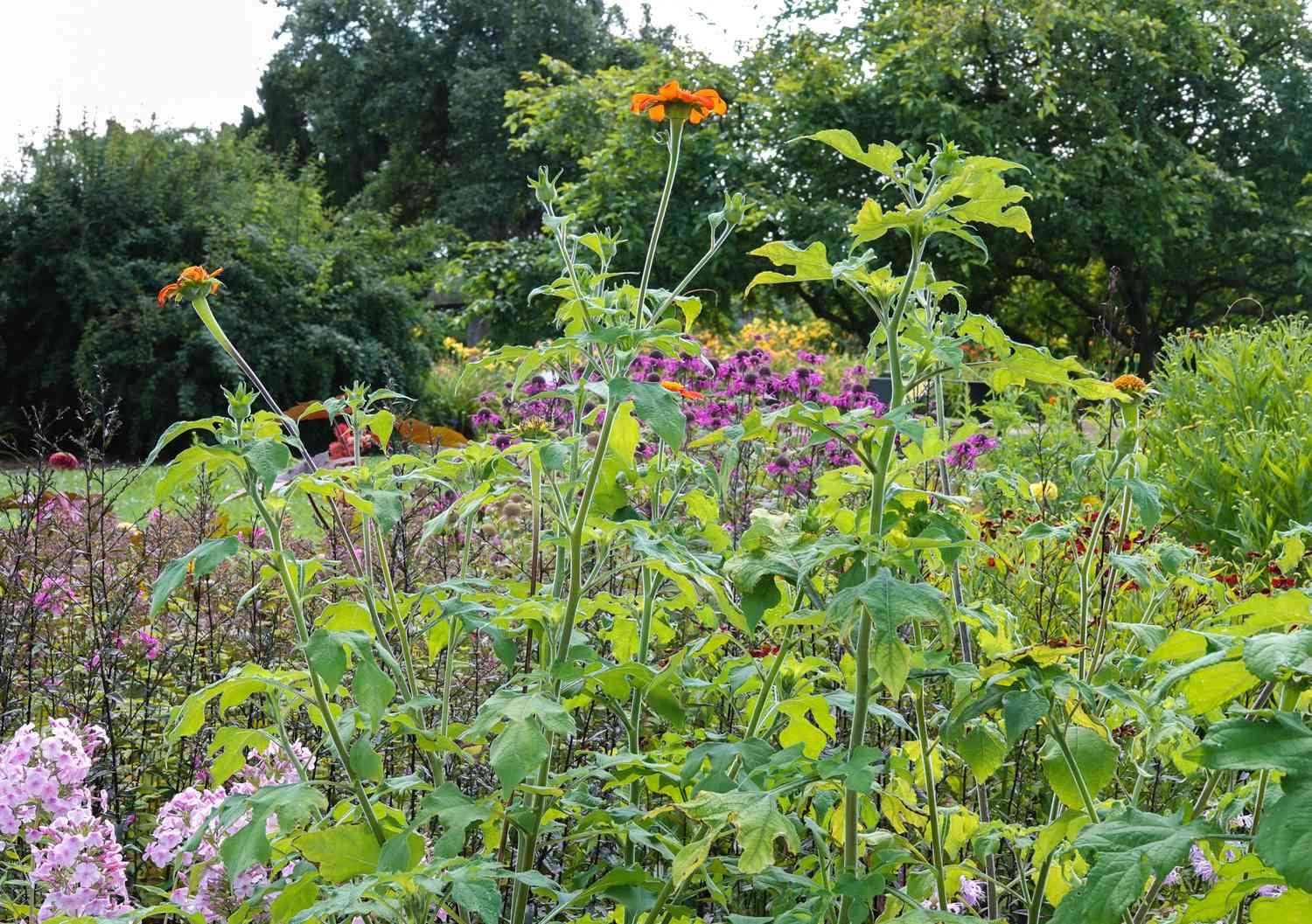 Plante de tournesol mexicain avec de grandes tiges fines et des fleurs orange sur le dessus dans le jardin