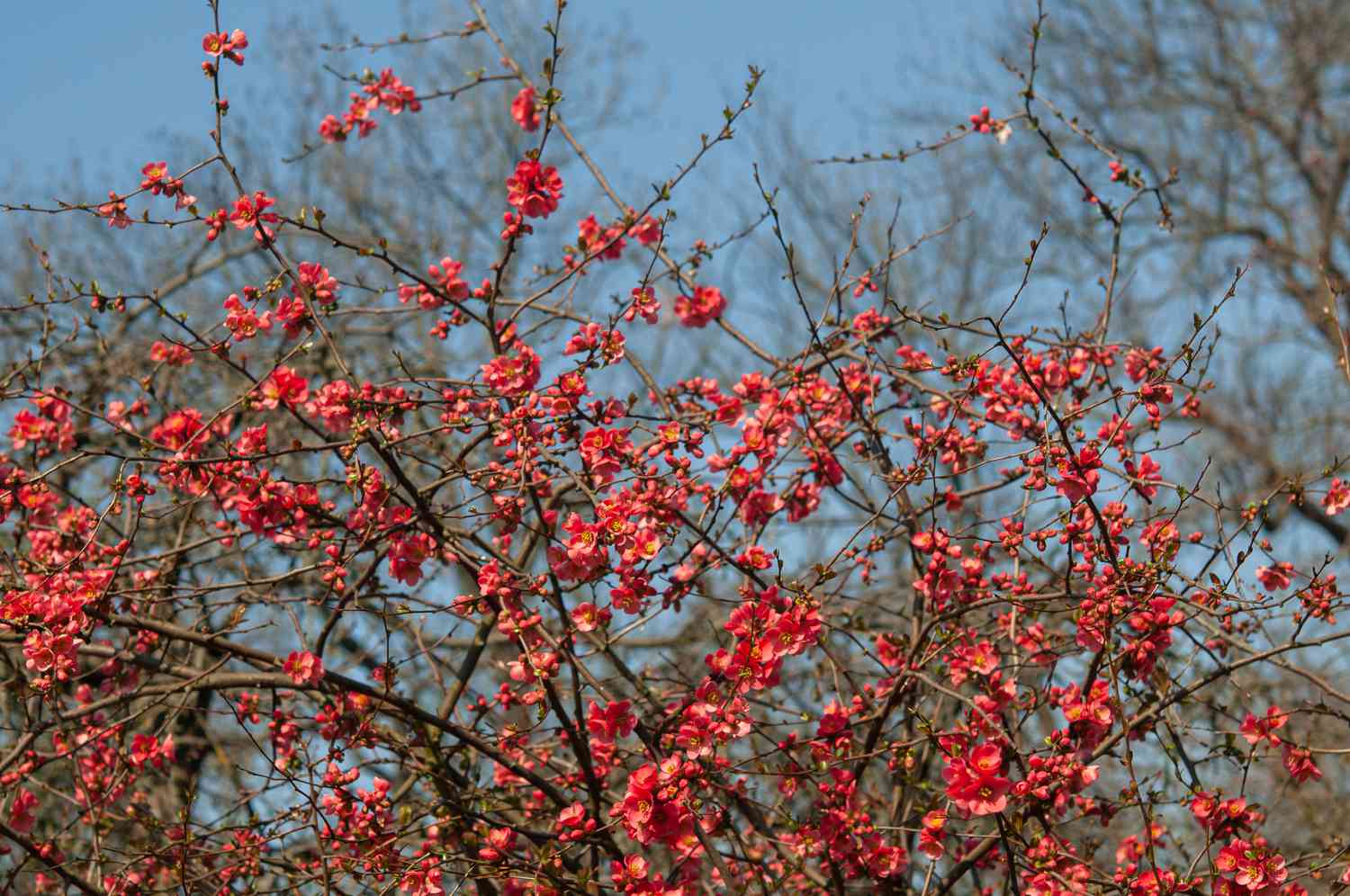 flowering quince shrub