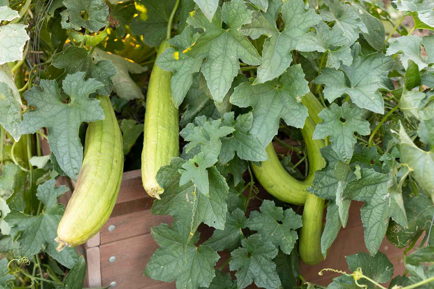 Luffa-Pflanze mit hellgrünen Kürbissen, die an Ranken und Blättern hängen