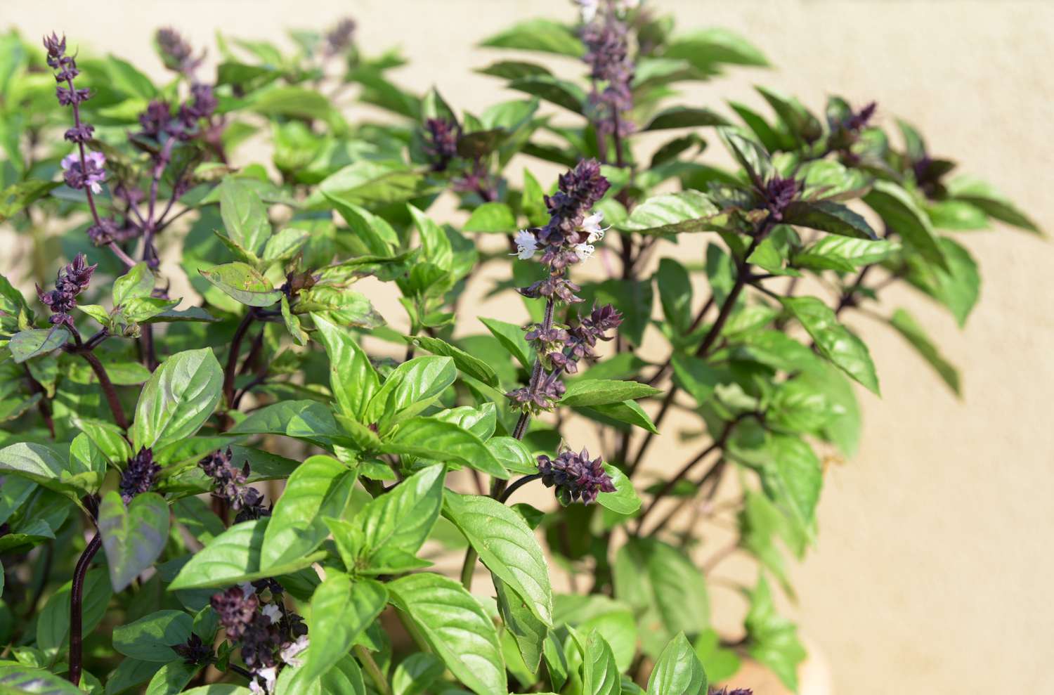 Plante de basilic avec des feuilles vertes brillantes et des tiges de fleurs violettes à la lumière du soleil