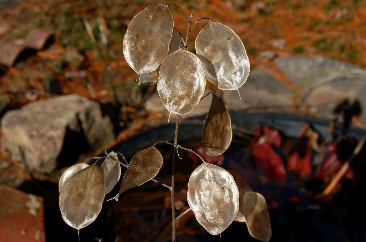 Lunaria-Samenschoten sehen aus wie Silberdollar