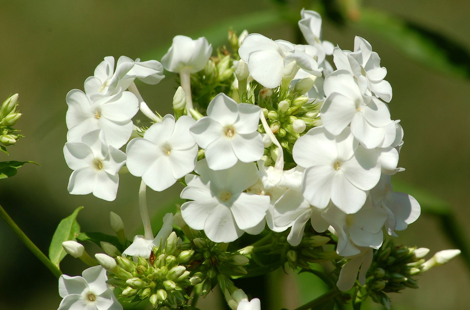 David Phlox in Blüte.