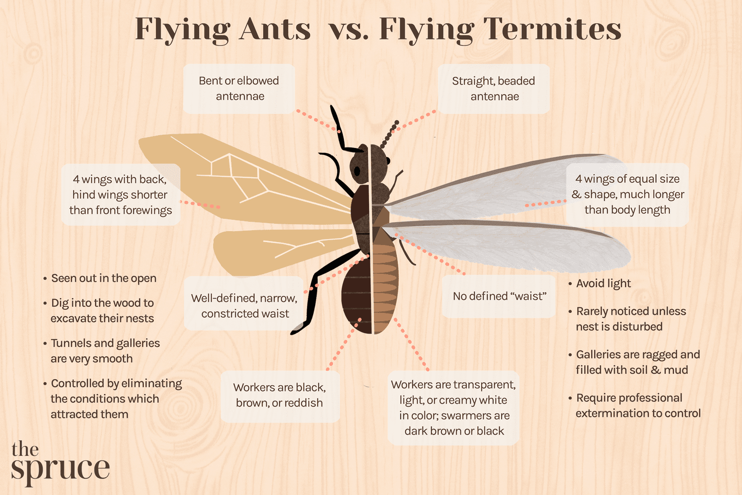 Termiten vs. Ameisen: Wie man den Unterschied erkennt
