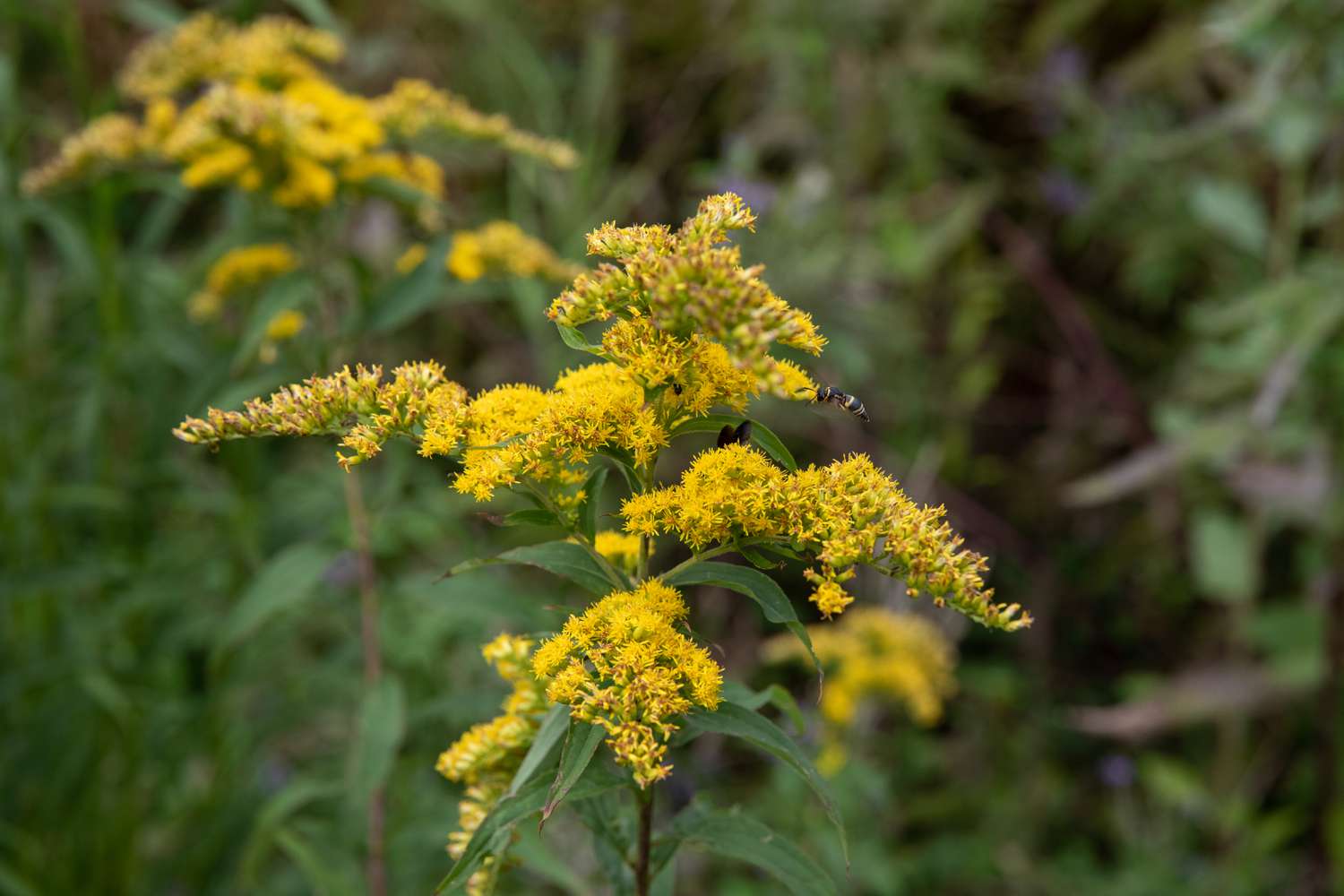 goldenrod