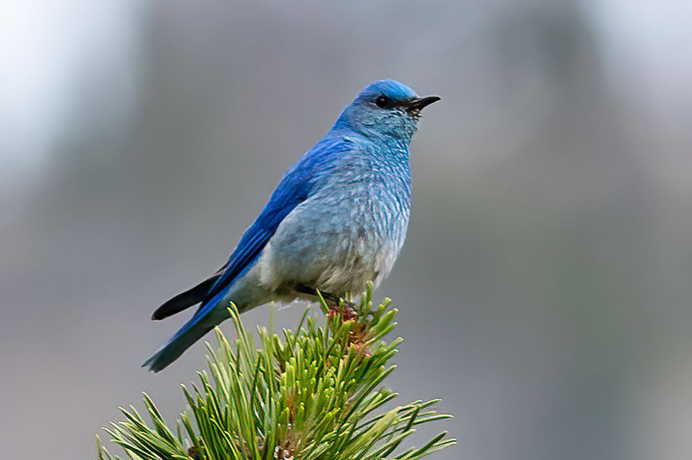 Mountain bluebird standing on top of evergreen needles