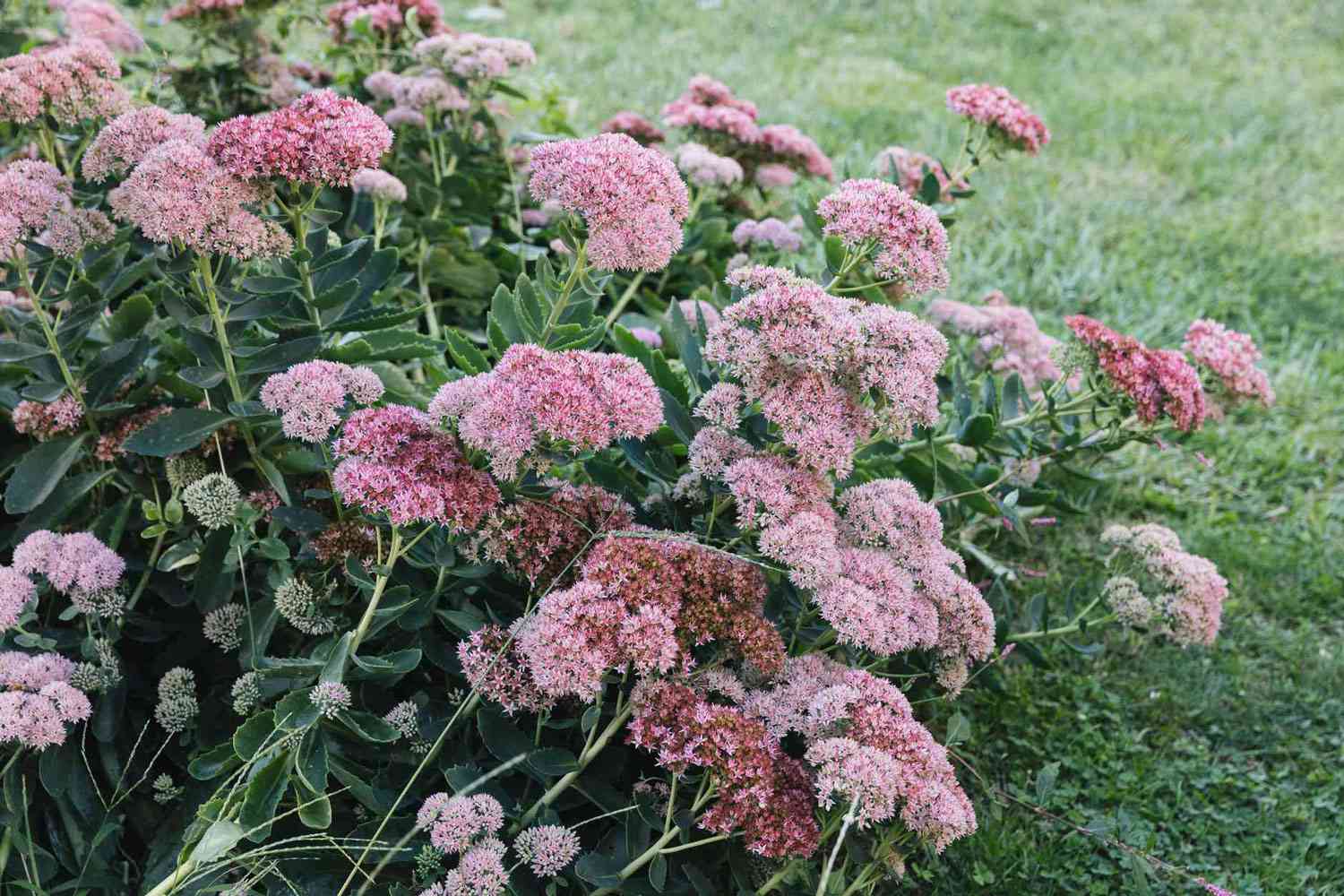 Herbstliche Fetthenne mit massenhaft kleinen rosafarbenen Blüten, die an dünnen Stielen zusammengeballt sind