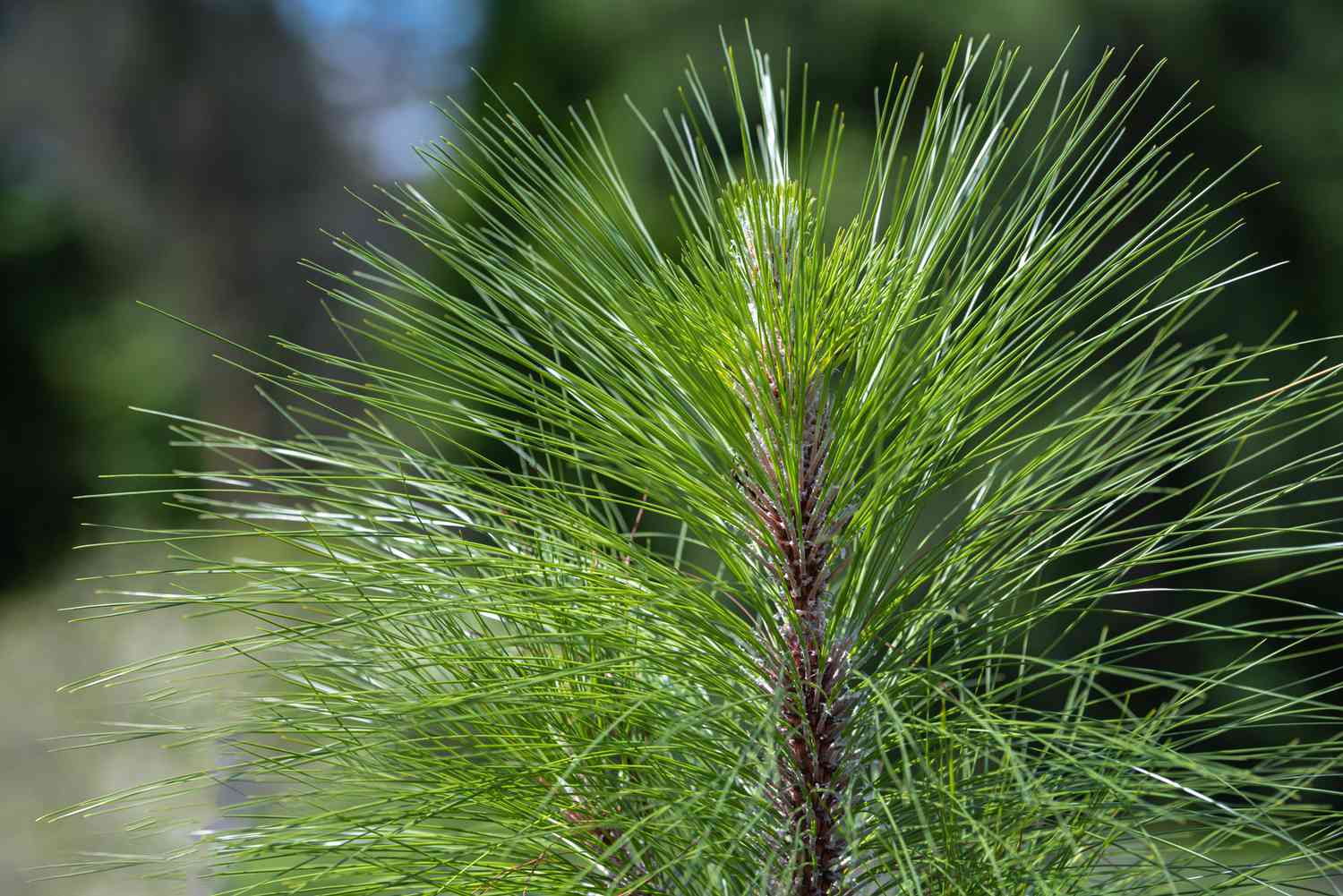 Longleaf pine tree top with new growth and long needles closeup