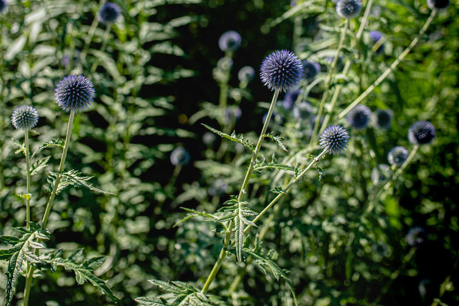 globe thistle