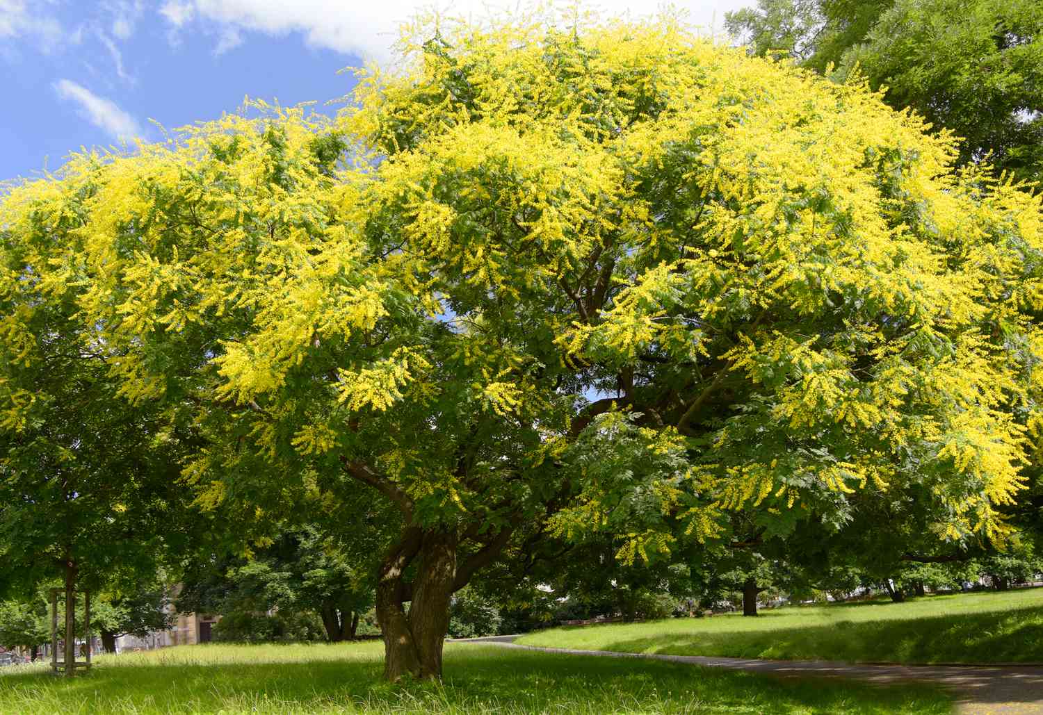 Cómo cultivar y cuidar el árbol de la llama china