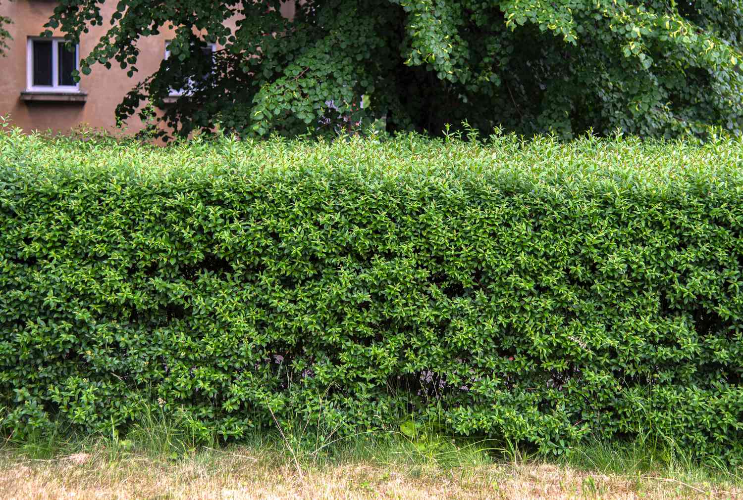 Haie de troènes devant le bâtiment et branches d'arbres