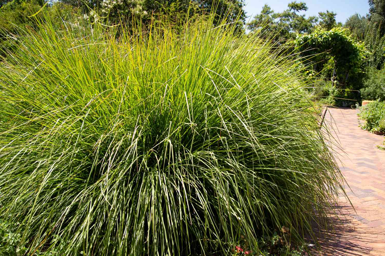 Comment cultiver et prendre soin du carex des collines