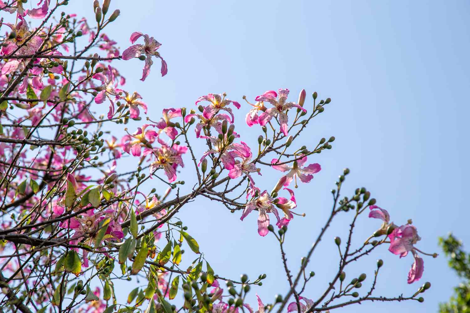 Zweige des Seidenraupenbaums mit rosa und weißen Blüten und Knospen an kahlen Ästen