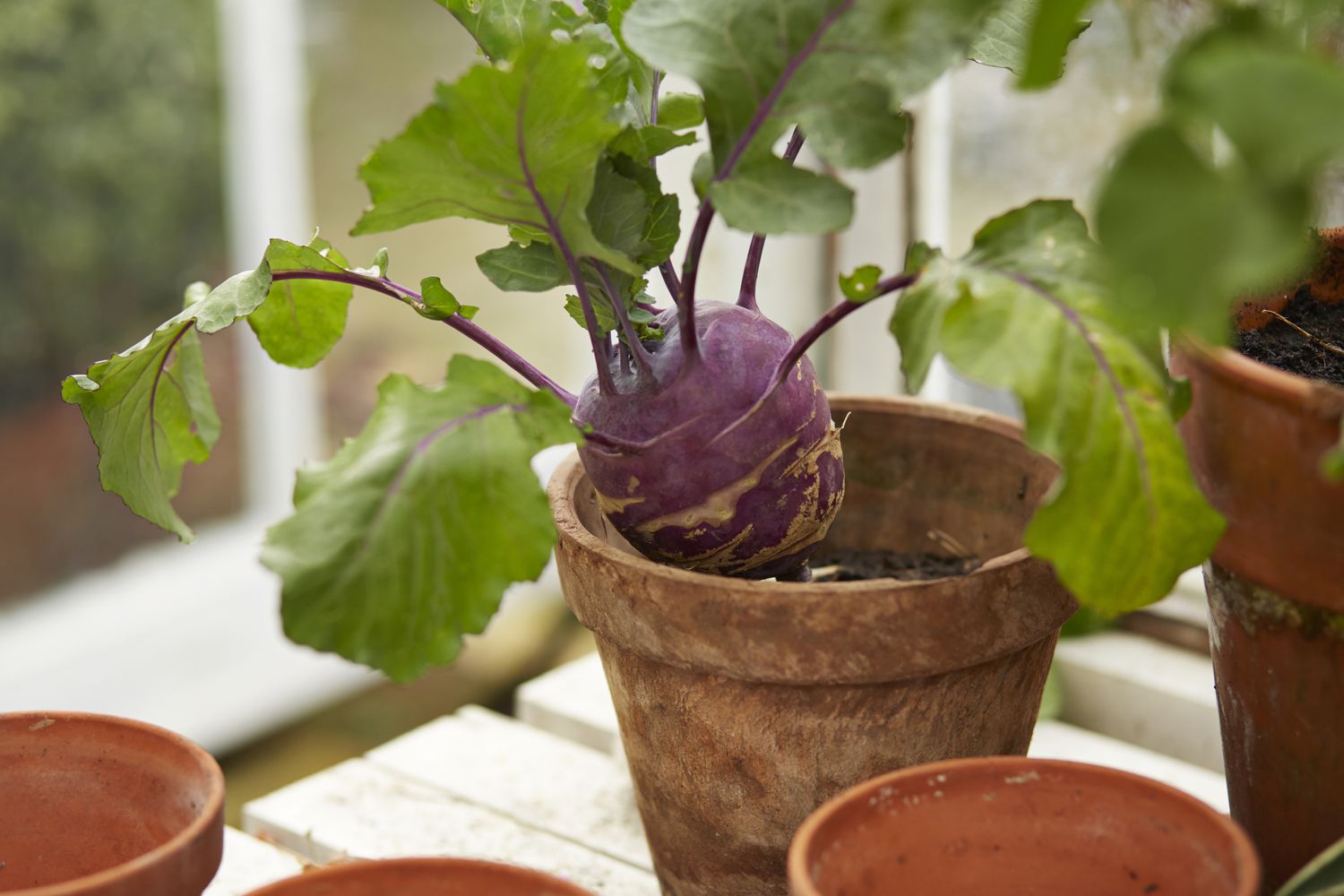 Close-up of purple cabbage plant in greenhose