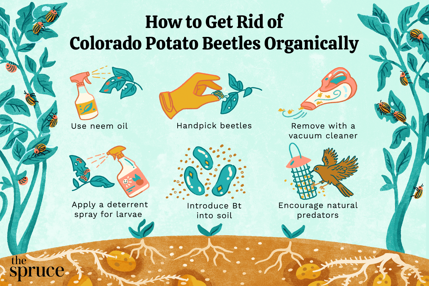 Como se livrar organicamente dos besouros da batata do Colorado