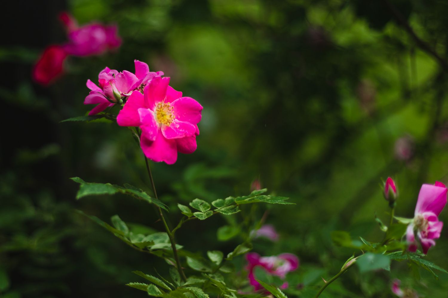 Dog rose with fuchsia flowers closeup