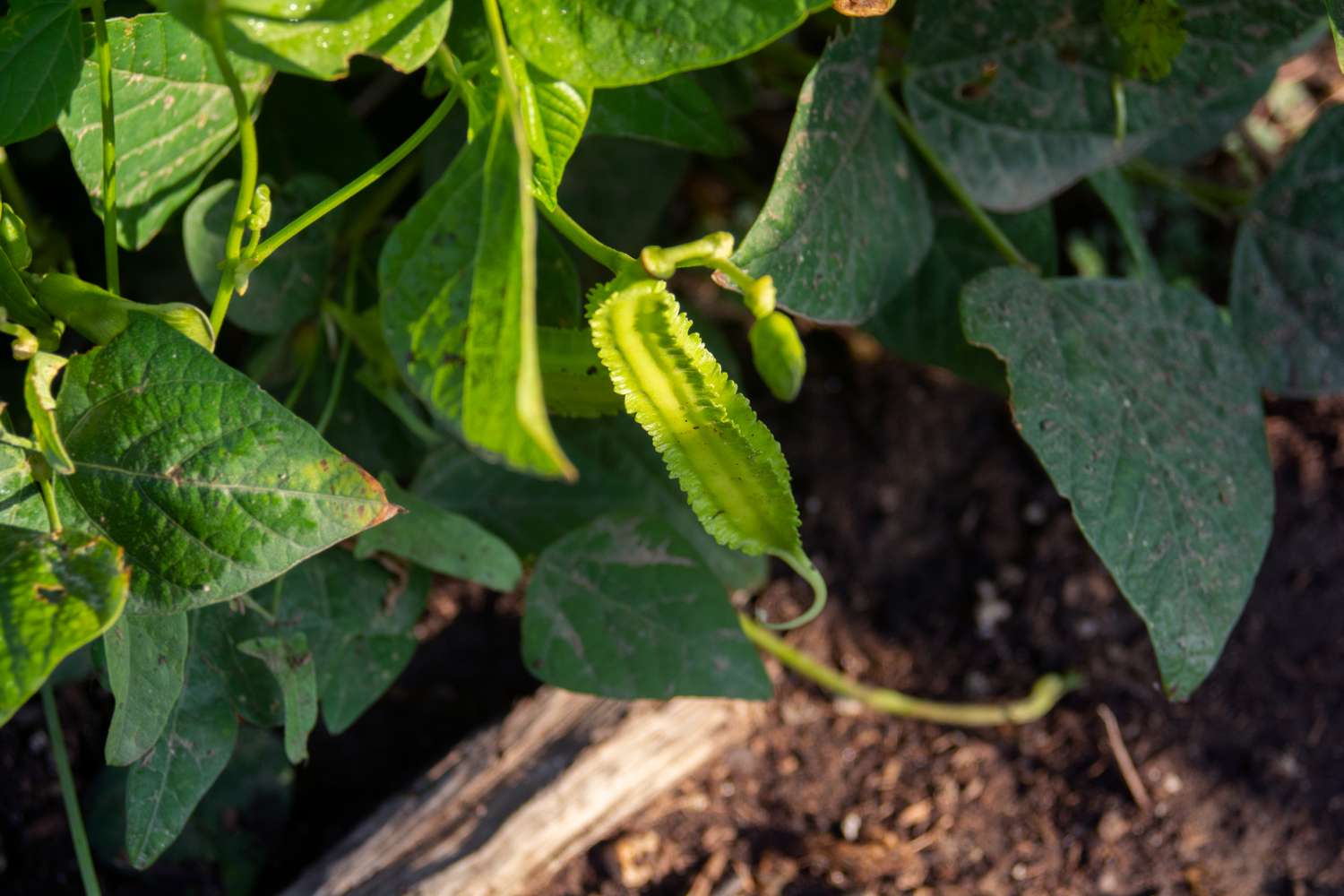 Asian winged heirloom pole bean vine with light green winged edges surrounded by large leaves