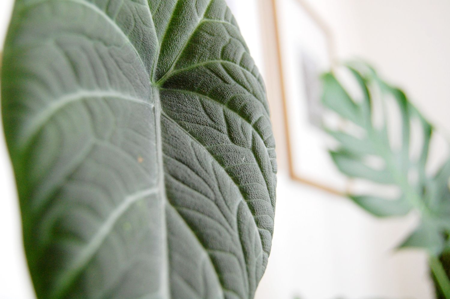 Foto em close de uma folha de Alocasia maharani com muita textura e veios profundos.