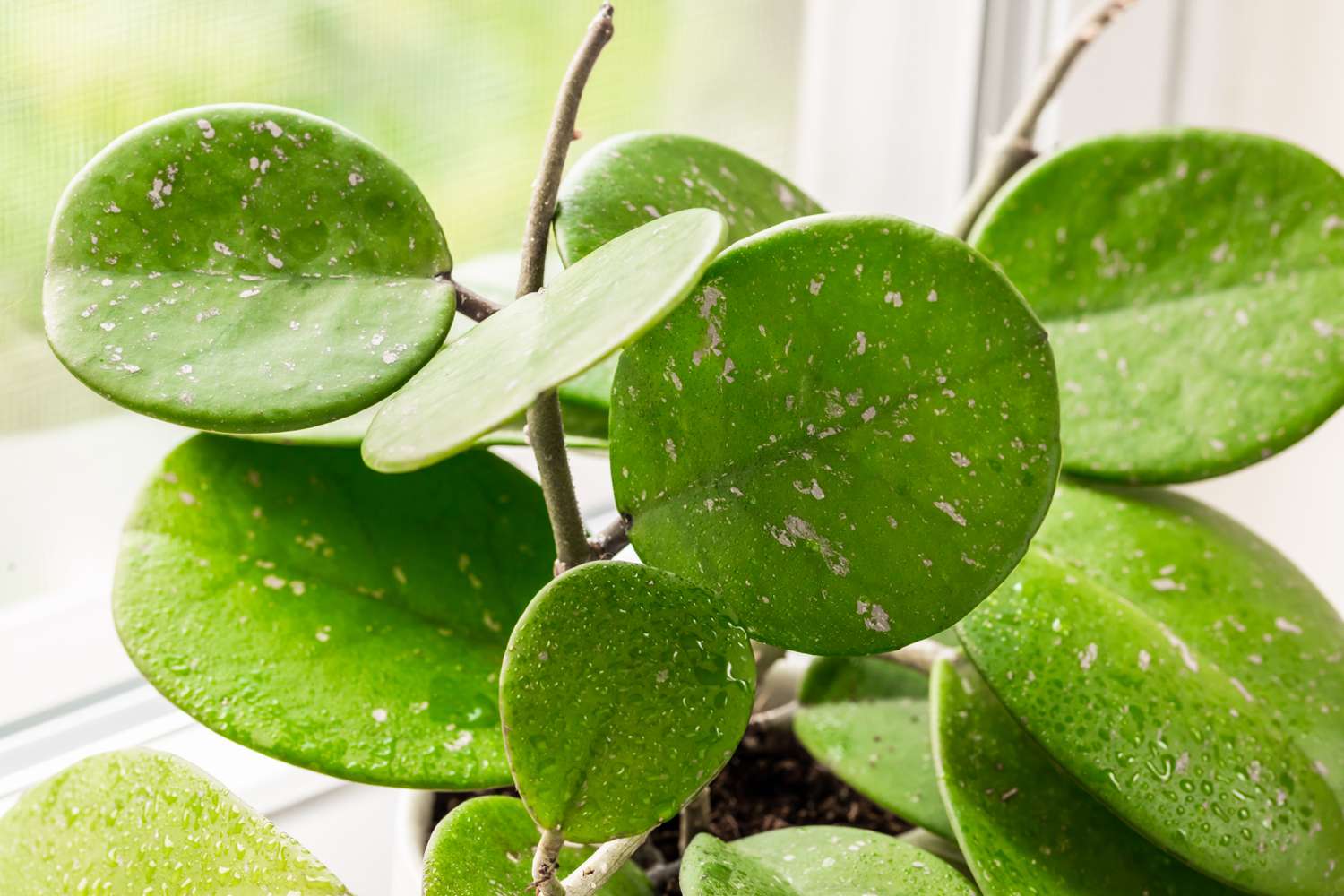 Hoya obovatta halbhängende Pflanze mit großen ovalen Blättern und Ranken neben dem Fenster in Großaufnahme