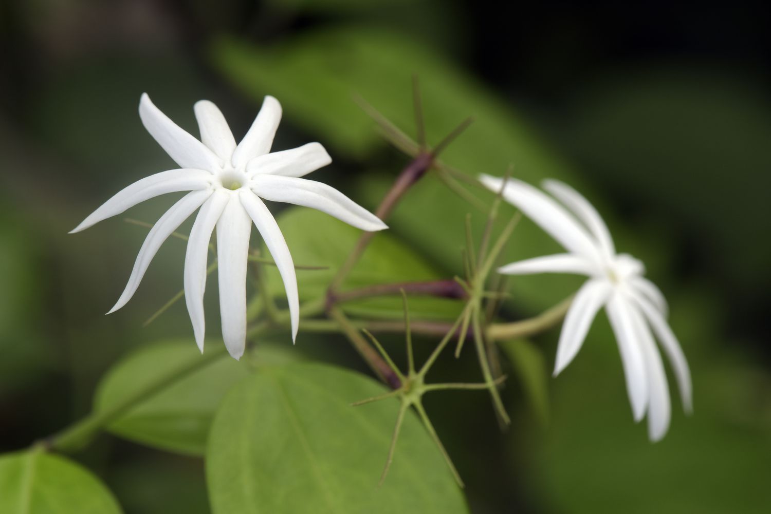 Angel wing jasmine