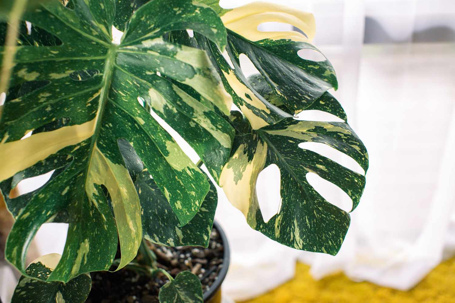 Monstera deliciosa Variegata Pflanze mit weißen und grünen Flecken auf Blättern mit Ausschnitten in Nahaufnahme 