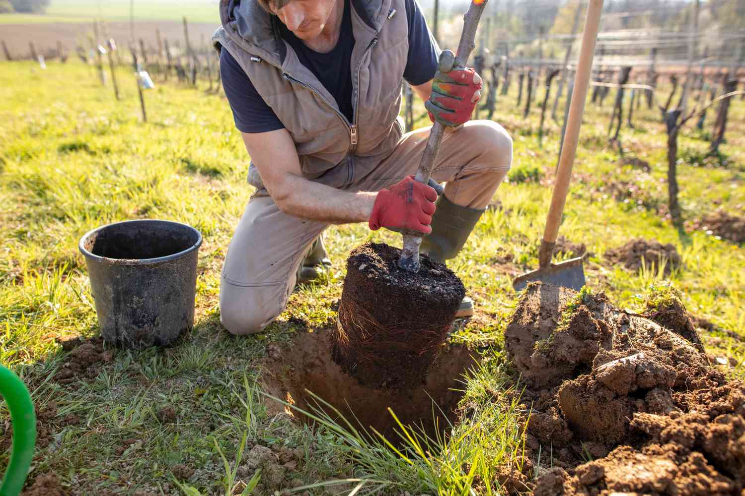 Cómo Plantar Un árbol Correctamente Besthome365