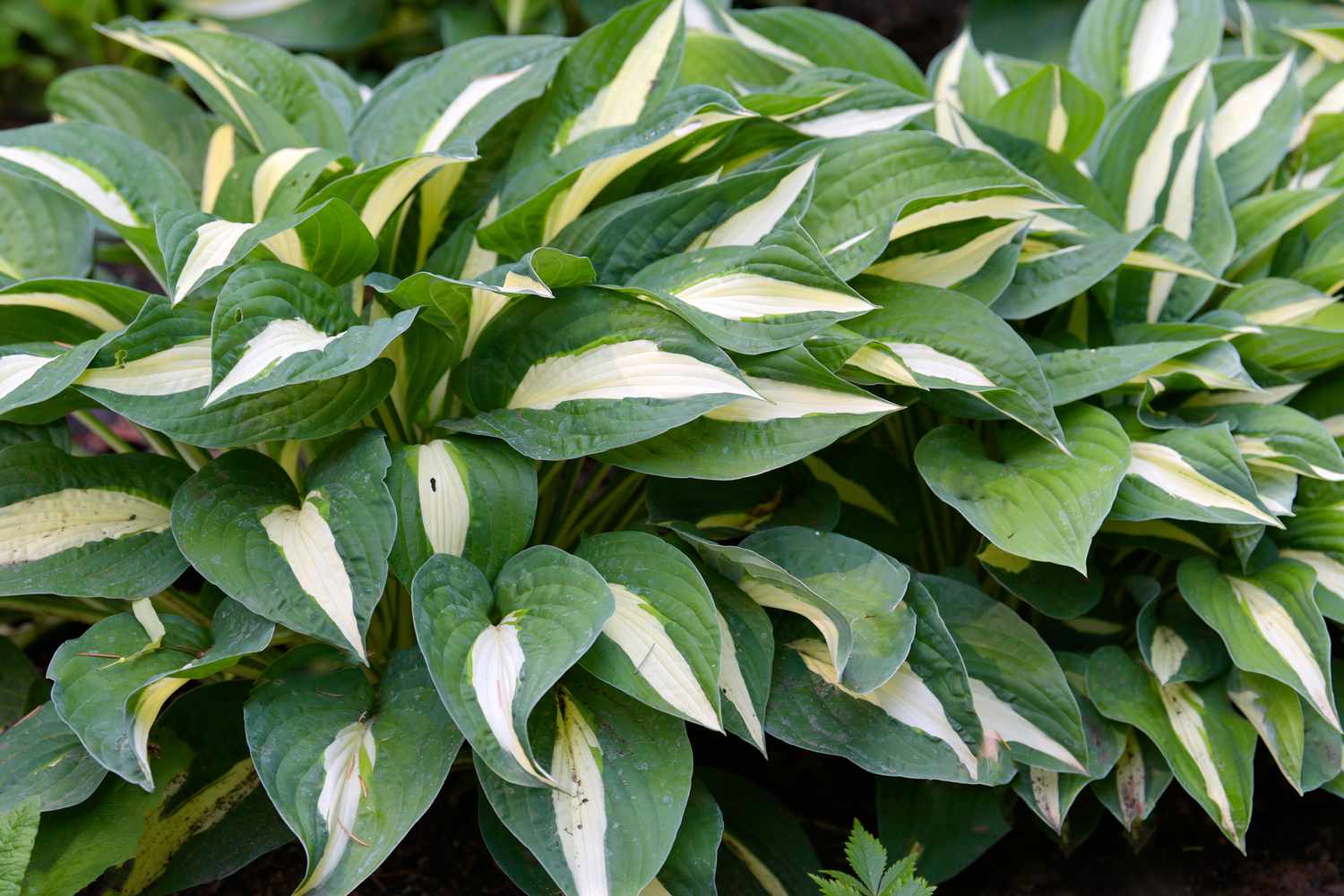 Hosta-Pflanze mit panaschierten weißen und grünen Blättern als Bodendecker