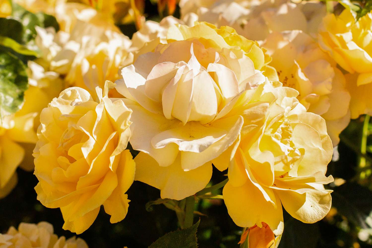 Julia Child-Rosen mit gekräuselten gelben Blütenblättern im Sonnenlicht in Großaufnahme