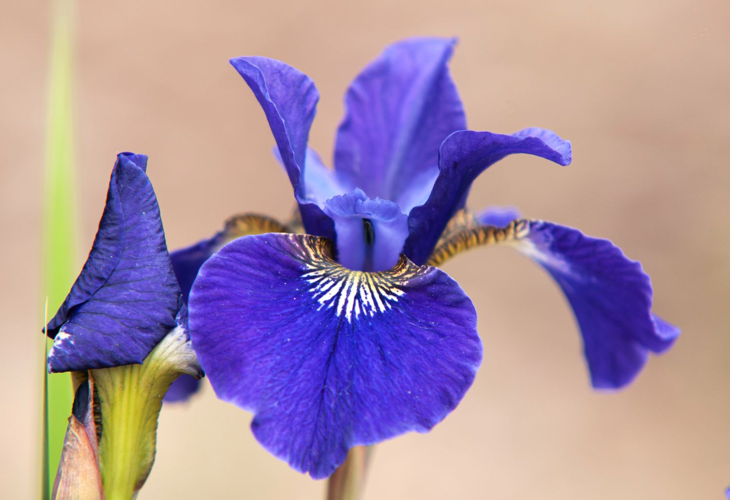 Sibirische Schwertlilie purpurne Pflanze mit violetten und gelben Blüten