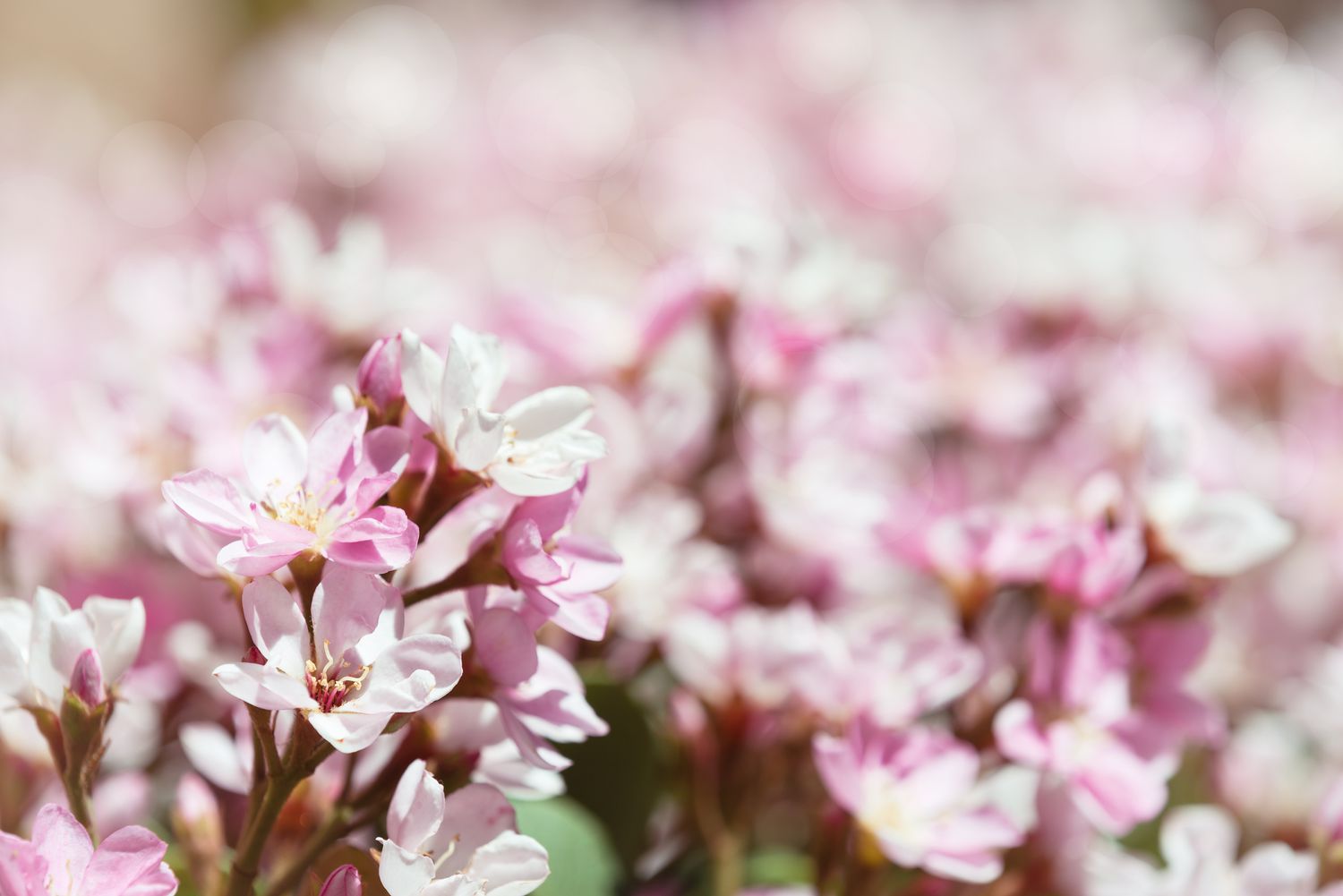 Indian Hawthorn aPink Ladya  