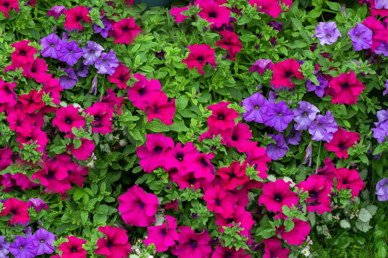 petunias as a neighbor plant for potatoes