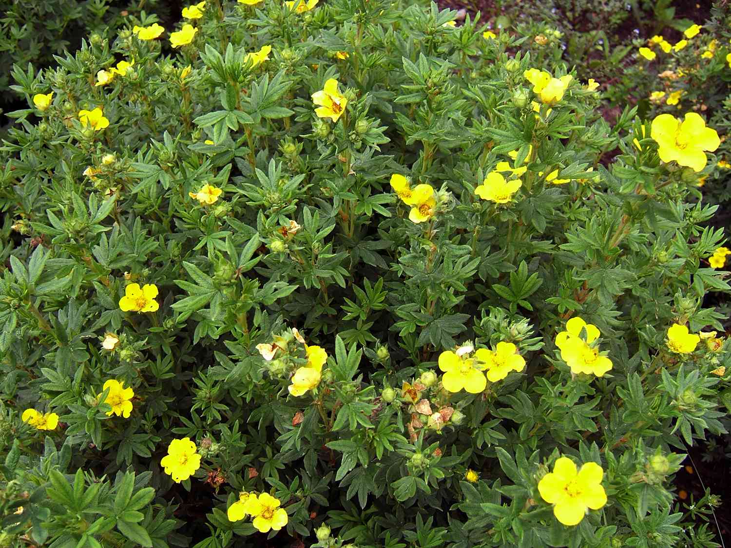 Cinquefoil arbustivo con floraciones amarillas