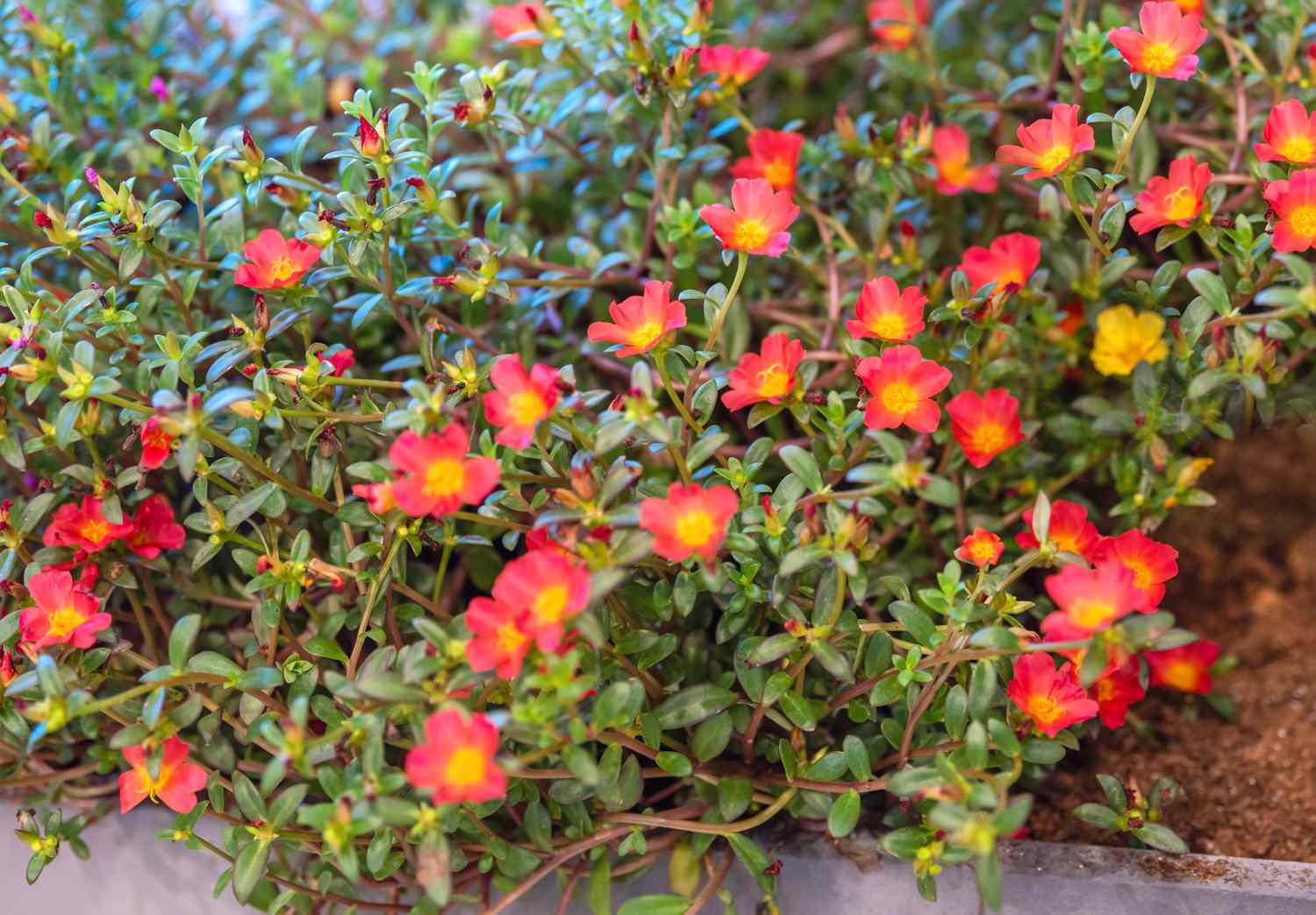 Suculenta rosa musgo com pequenas flores vermelhas e amarelas e pequenas folhas ovais
