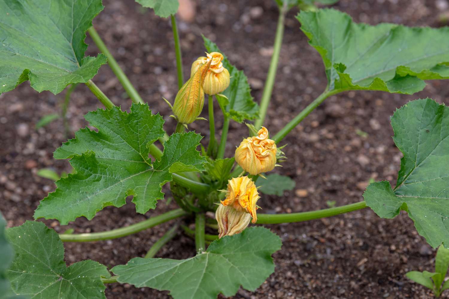 Planta de calabaza de invierno con grandes hojas que rodean botones florales amarillos