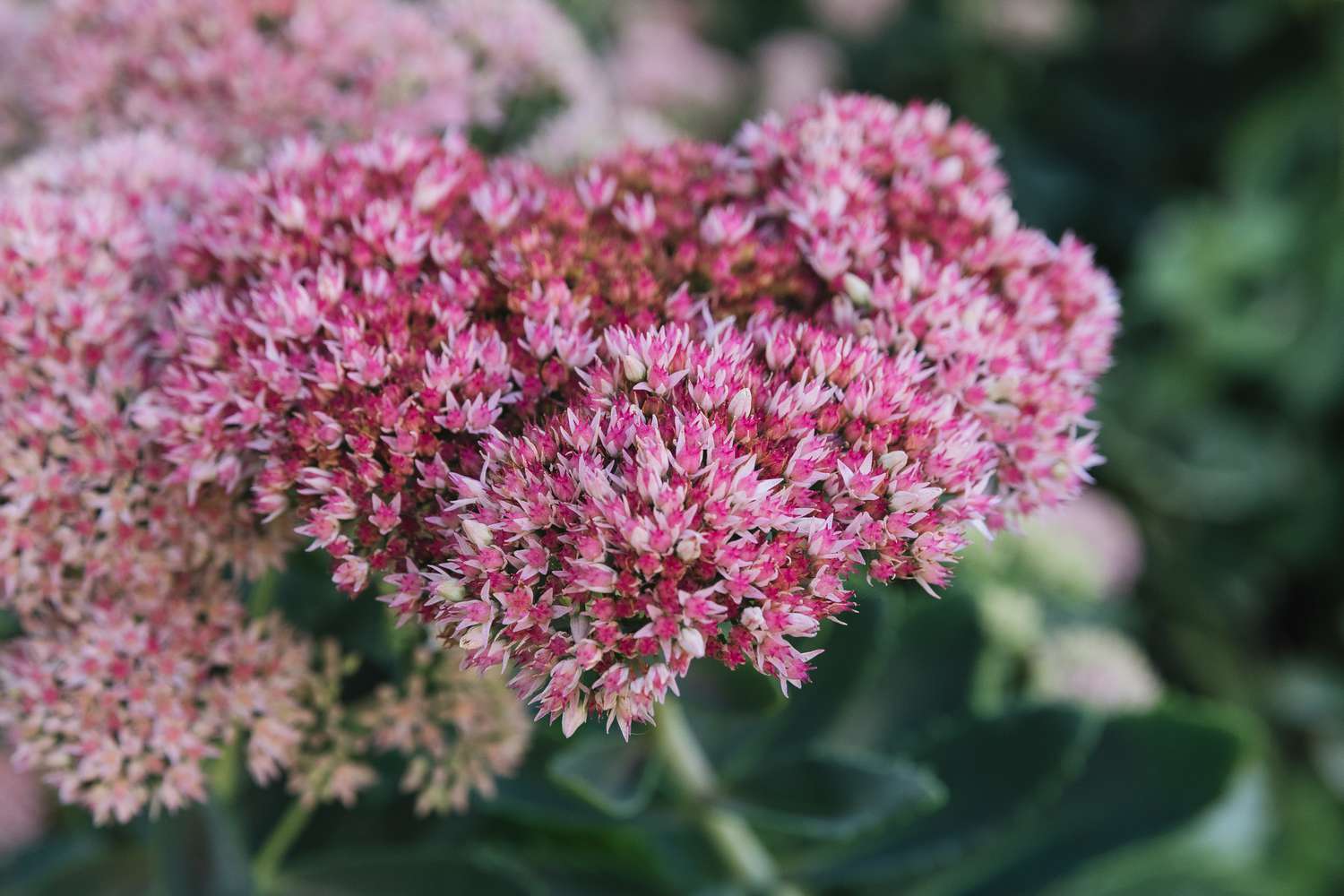 Sedum Herbstfreude Fetthenne