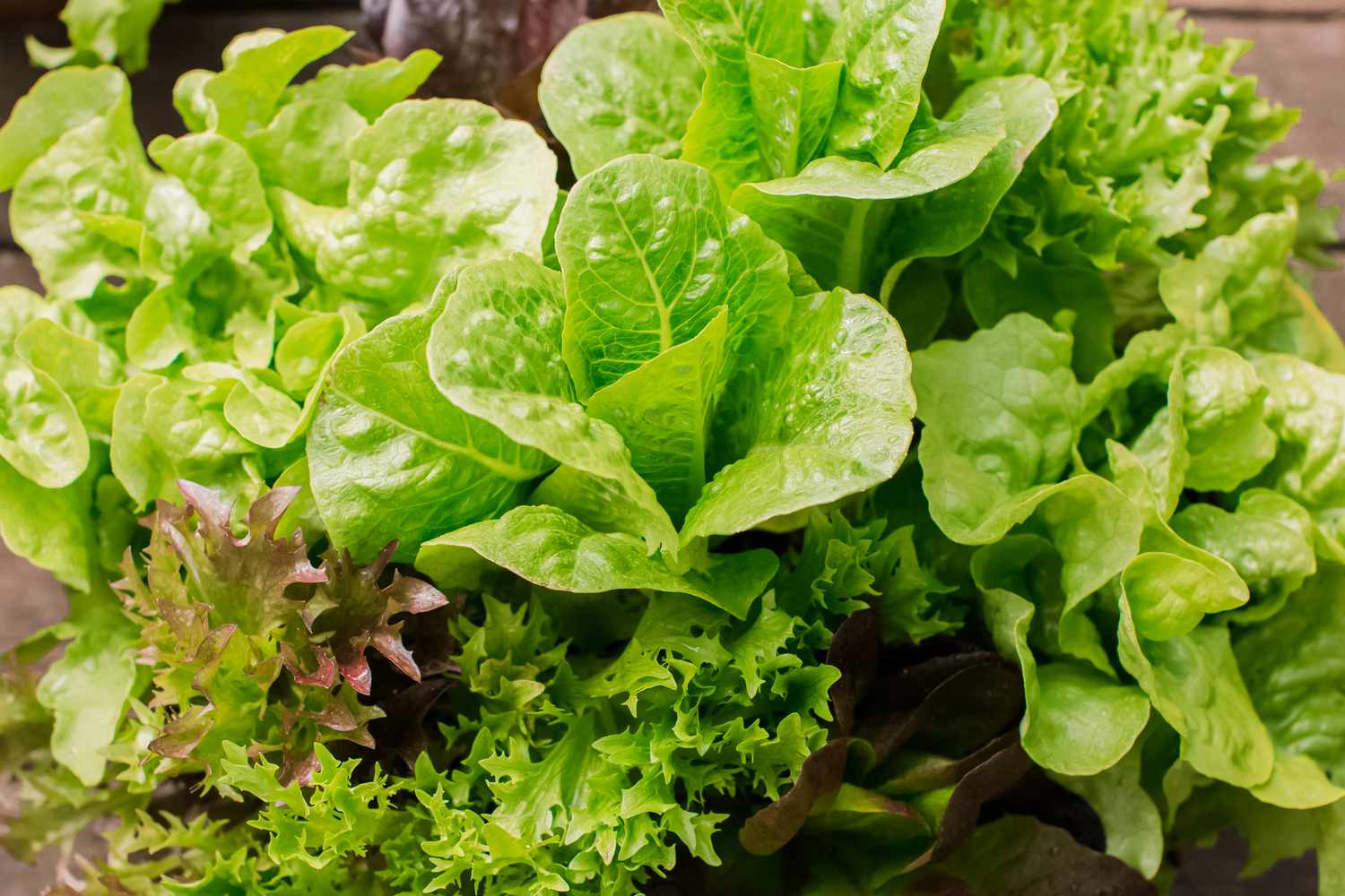 closeup of lettuce greens