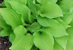 'Ground Sulphur' hosta with bright green leaves