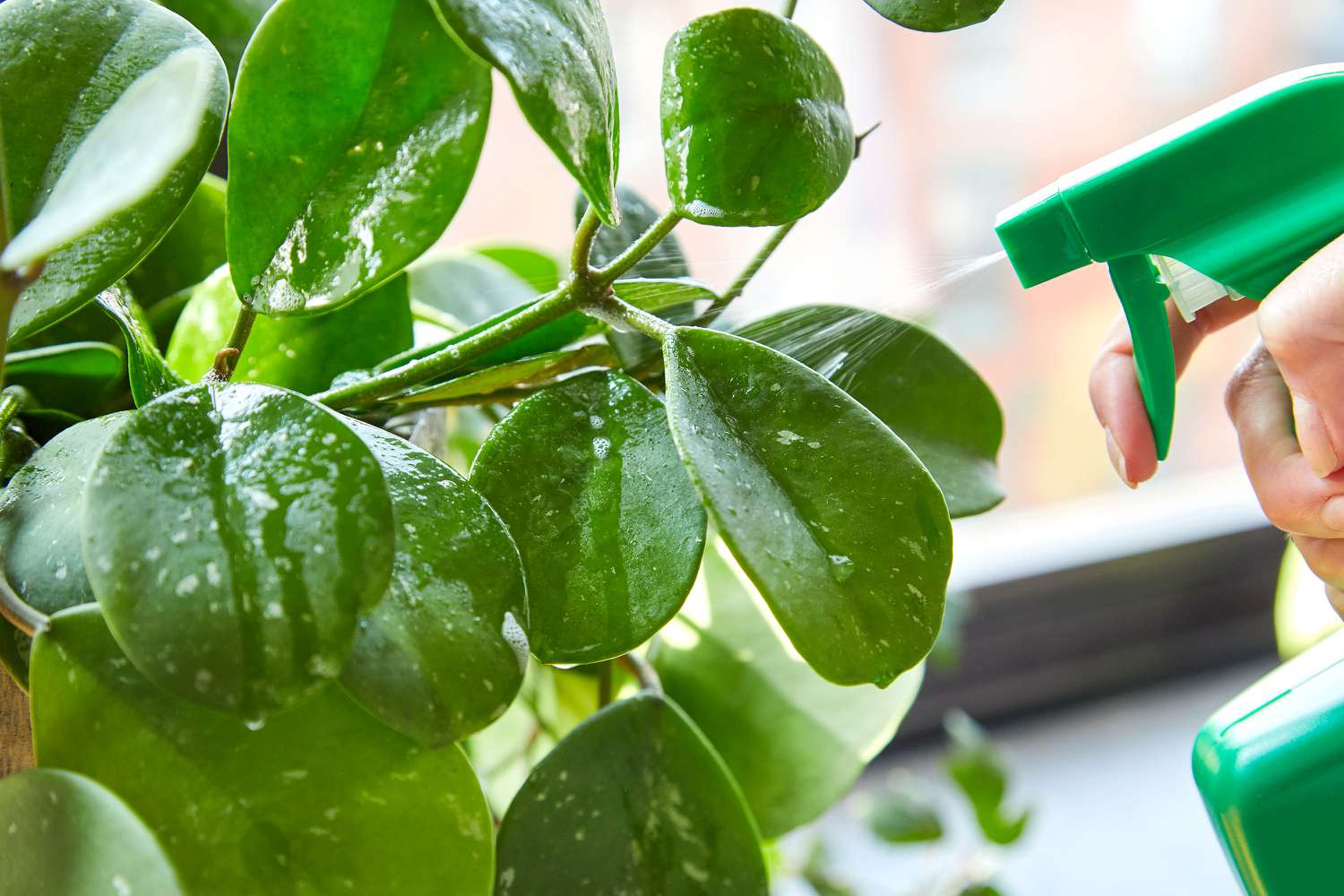 Insektizide Seife auf Blätter von Zimmerpflanzen gesprüht