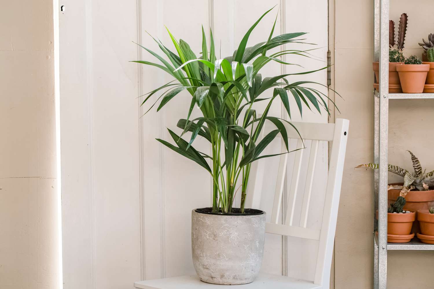 kentia palm in a home