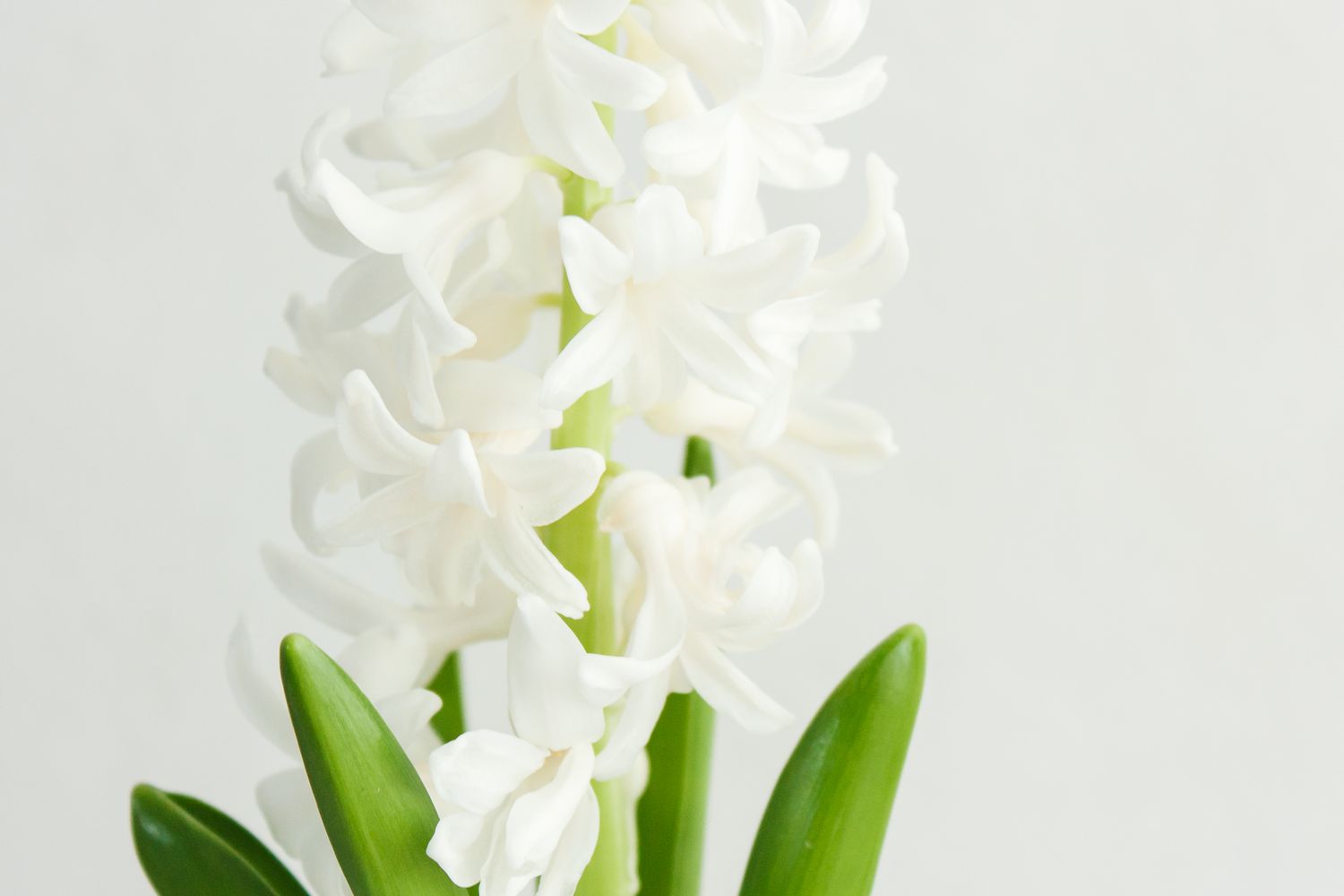 white hyacinth