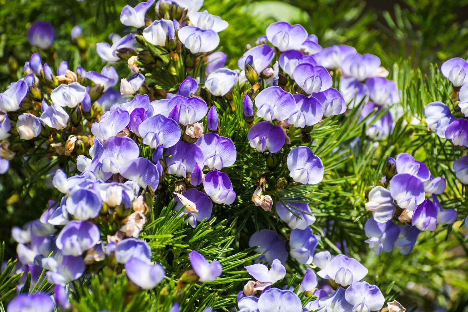 Arbusto de ervilha-azul (Psoralea Pinnata)