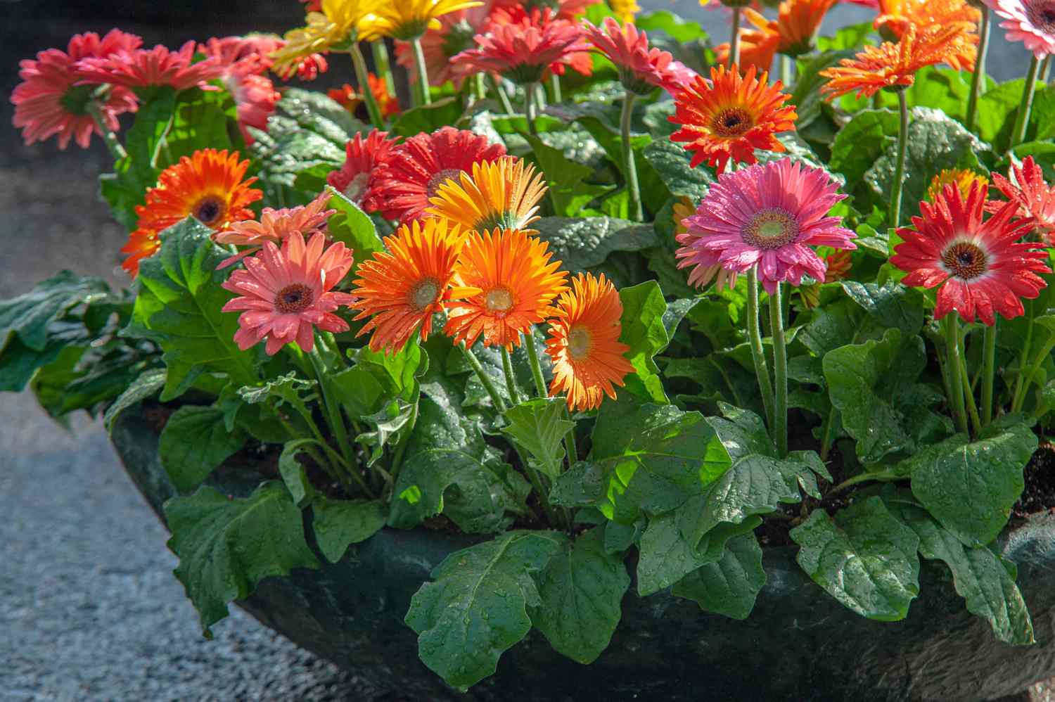 Gerbera-Gänseblümchen: Anleitung zur Pflanzenpflege und -aufzucht