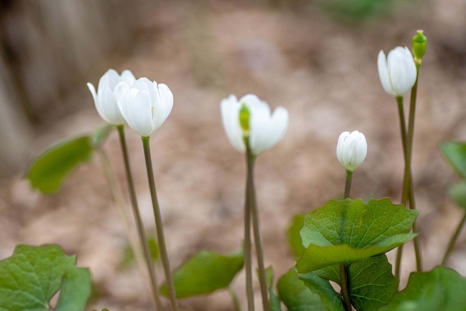 Doppelblattpflanze mit weißen becherförmigen Blüten und Knospen an dünnen Stängeln in Nahaufnahme