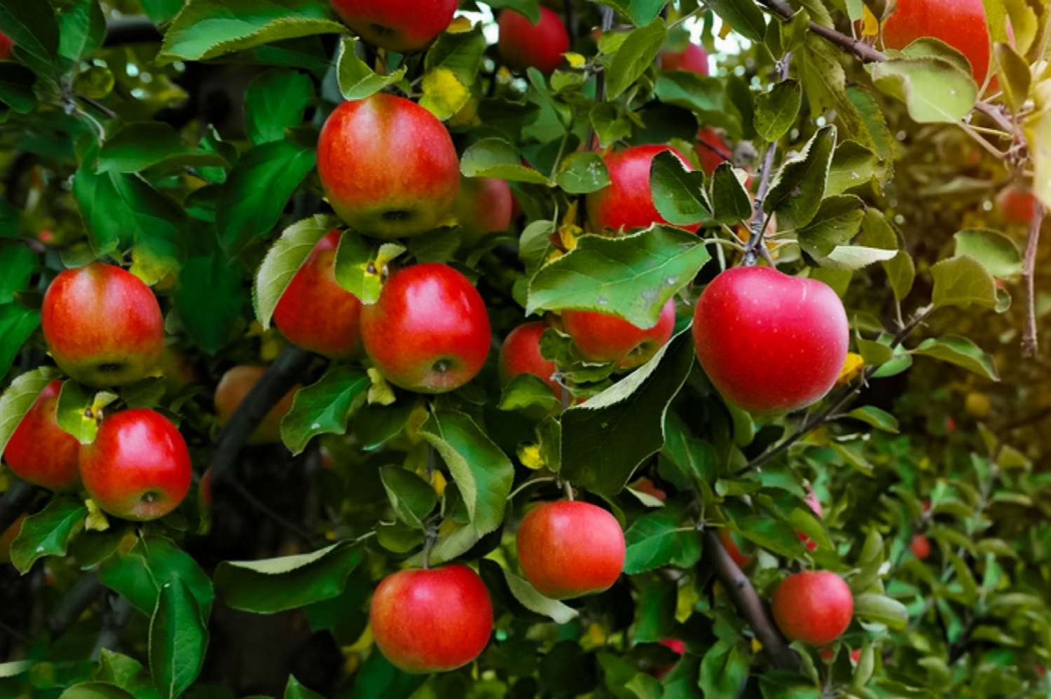 Äpfel an einem Baum