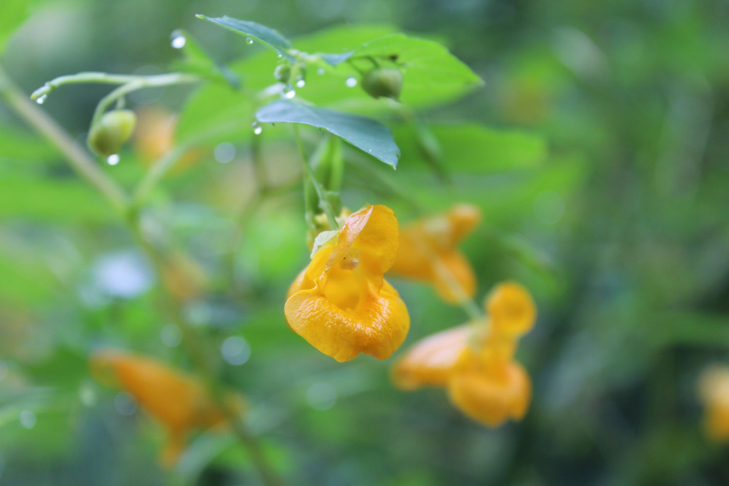 Gelbes Labkraut in voller Blüte