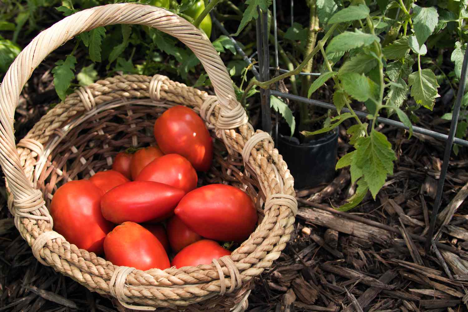 Geerntete rote Roma-Tomaten in einem Weidenkorb in der Nähe von Pflanzenstöcken