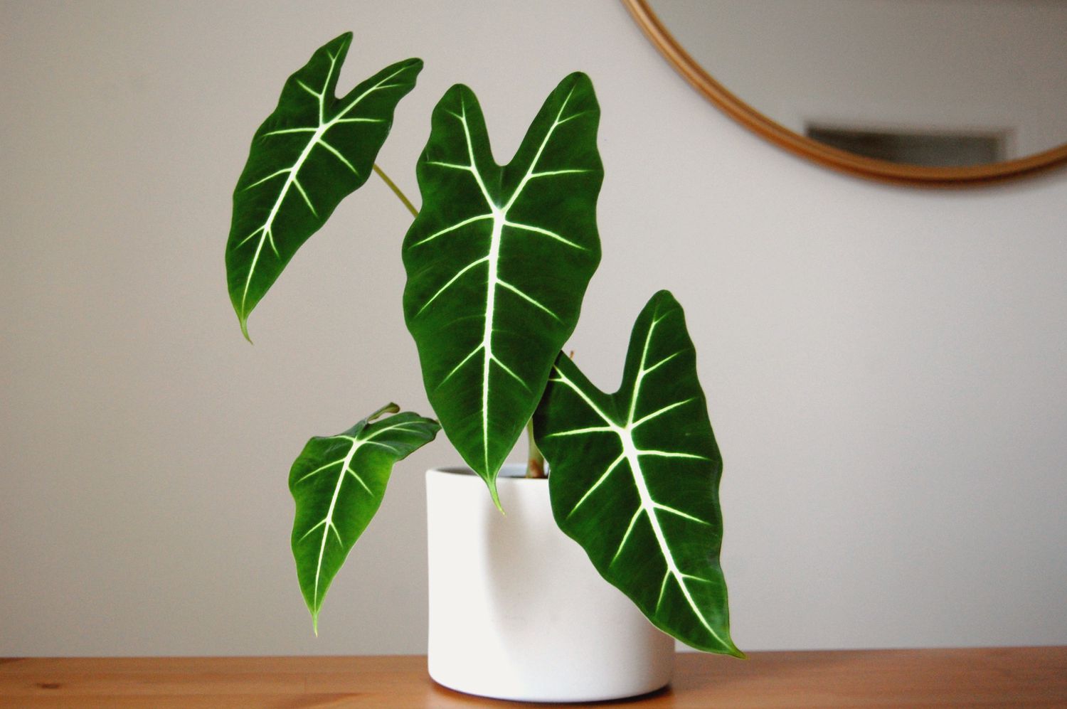 Alocasia frydek com 4 folhas em um vaso branco sentado em uma mesa de madeira com um espelho dourado na parede ao fundo.